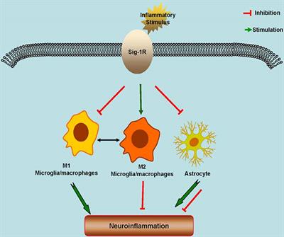 Sigma-1 Receptor-Modulated Neuroinflammation in Neurological Diseases